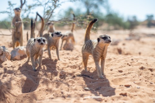 group of meercats